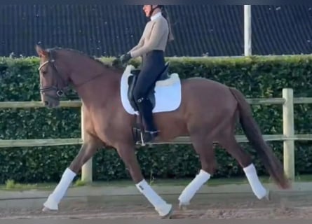 Danish Warmblood, Gelding, 4 years, 16.2 hh, Chestnut-Red