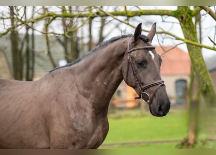 Danish Warmblood, Gelding, 5 years, 16,1 hh