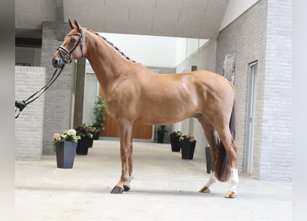 Danish Warmblood, Gelding, 5 years, 16,2 hh, Chestnut-Red
