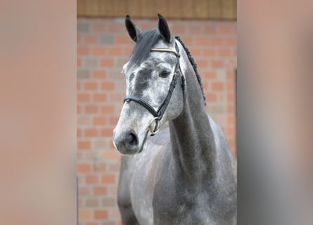 Danish Warmblood, Gelding, 6 years, 16.1 hh, Gray-Dapple