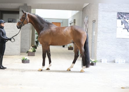 Danish Warmblood, Gelding, 6 years, 16.2 hh, Bay