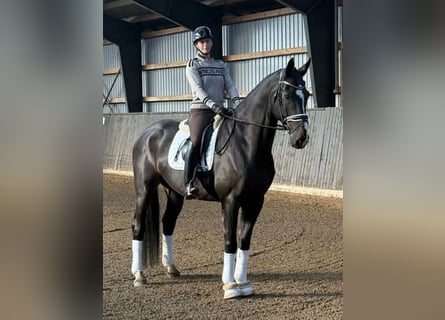 Danish Warmblood, Gelding, 6 years, 16.2 hh, Black