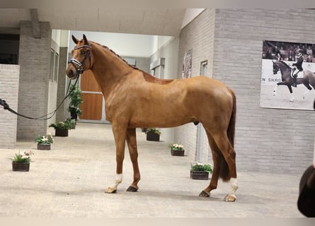 Danish Warmblood, Gelding, 7 years, 16,2 hh, Red Dun