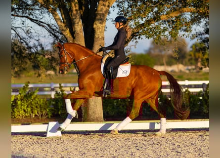 Danish Warmblood, Gelding, 7 years, 16,3 hh, Chestnut