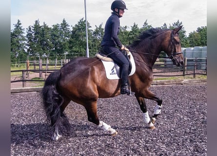 Dänisches Warmblut, Wallach, 7 Jahre, 17,3 hh, Brauner