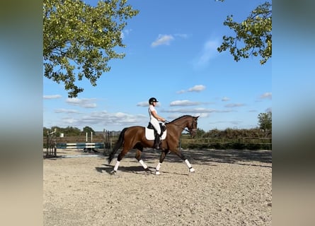 Dänisches Warmblut, Wallach, 8 Jahre, 16,3 hh, Rotbrauner