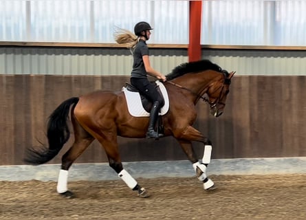 Danish Warmblood, Gelding, 8 years, 16.3 hh, Bay