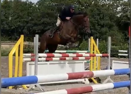 Dänisches Warmblut, Wallach, 8 Jahre, 16,3 hh, Brauner