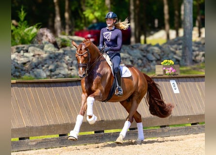 Danish Warmblood, Gelding, 8 years, 16,3 hh, Chestnut