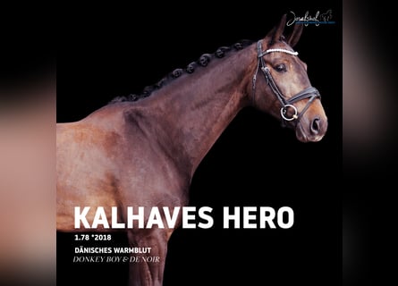 Danish Warmblood, Gelding, 8 years, 17,1 hh, Smoky-Black