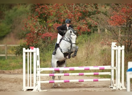 Dänisches Warmblut, Wallach, 9 Jahre, 16,3 hh, Schimmel