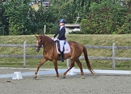 Danish Warmblood, Gelding, 9 years, 17.2 hh, Chestnut-Red