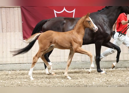 Danish Warmblood, Gelding, Foal (06/2025), Chestnut