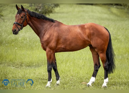 Danish Warmblood, Mare, 11 years, 17 hh, Bay-Dark