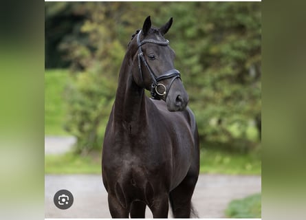 Danish Warmblood, Mare, 12 years, 16.1 hh, Black