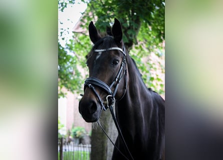 Danish Warmblood, Mare, 15 years, 16.2 hh, Brown