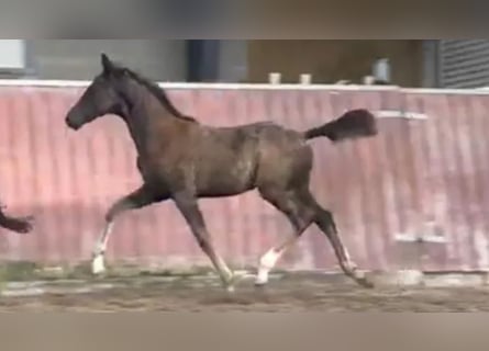 Danish Warmblood, Mare, 1 year, 16.3 hh, Brown-Light