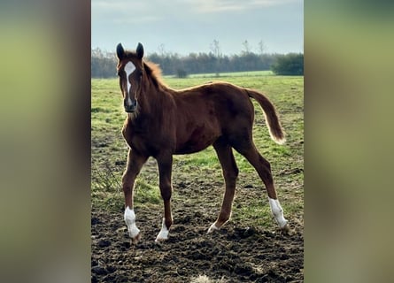 Danish Warmblood, Mare, 1 year, Chestnut