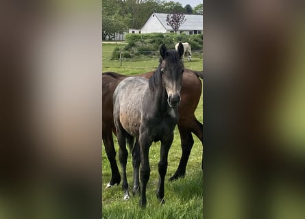 Danish Warmblood, Mare, 1 year, Grey