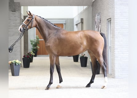 Danish Warmblood, Mare, 3 years, 16.1 hh, Brown