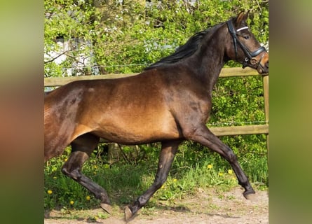 Danish Warmblood, Mare, 3 years, 16 hh, Brown