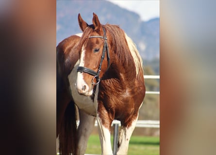 Danish Warmblood, Mare, 3 years, 16 hh, Pinto Danish Warmblood, Mare, 3 years, 16 hh, Pinto