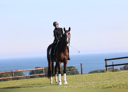 Danish Warmblood, Mare, 3 years, 17 hh, Brown