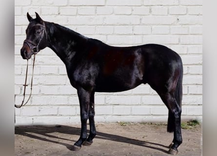 Danish Warmblood, Mare, 4 years, 16.1 hh, Black