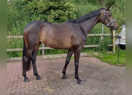 Danish Warmblood, Mare, 4 years, 16 hh, Bay-Dark