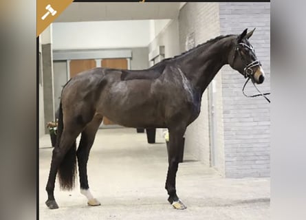Danish Warmblood, Mare, 4 years, 16,3 hh, Brown