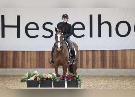 Danish Warmblood, Mare, 4 years, Chestnut-Red