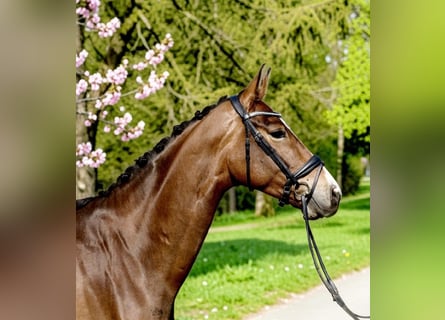 Danish Warmblood, Mare, 5 years, 16.3 hh, Brown