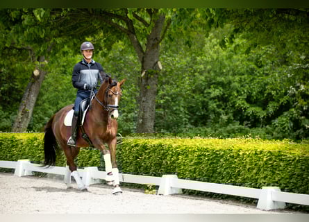 Danish Warmblood, Mare, 5 years, 16,1 hh, Brown