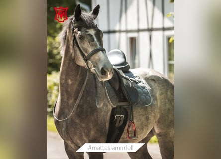 Danish Warmblood, Mare, 5 years, 16,1 hh, Grey