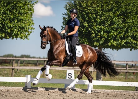Danish Warmblood, Mare, 6 years, 16.1 hh, Bay-Dark