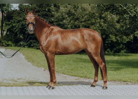 Danish Warmblood, Mare, 6 years, 16,2 hh, Chestnut-Red