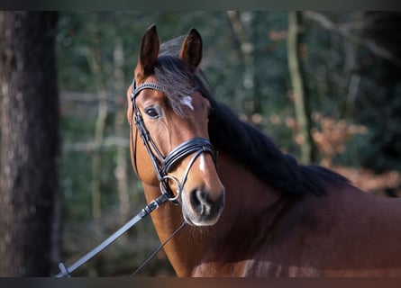 Danish Warmblood, Mare, 7 years, 16,3 hh, Brown