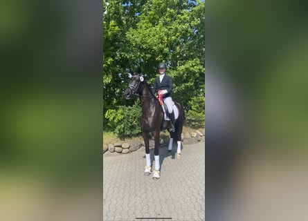 Danish Warmblood, Mare, 7 years, 17,1 hh, Black