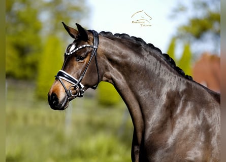 Danish Warmblood, Mare, 8 years, 16.1 hh, Brown
