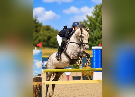 Danish Warmblood, Mare, 8 years, 16.1 hh, Grey