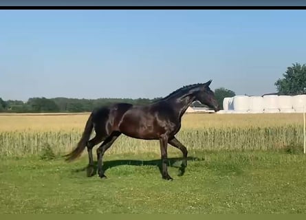Danish Warmblood, Mare, 8 years, 16.2 hh, Black