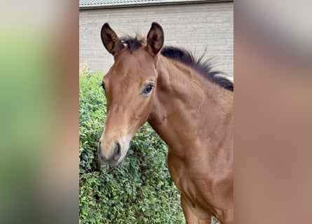 Danish Warmblood, Stallion, 1 year, 16,2 hh, Bay