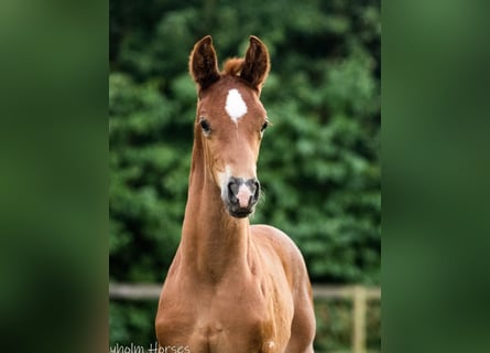 Danish Warmblood, Stallion, 1 year, 17 hh, Chestnut