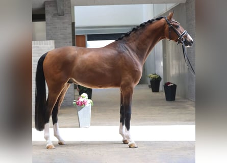 Danish Warmblood, Stallion, 3 years, 16.1 hh, Bay