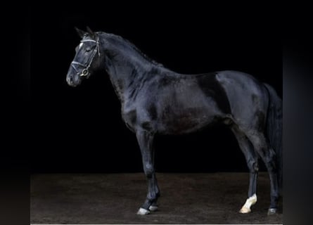 Danish Warmblood, Stallion, 4 years, 16.1 hh, Black
