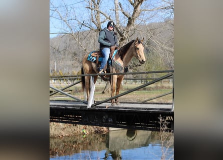 Danish Warmblood, Stallion, 10 years, 14 hh, Brown Falb mold