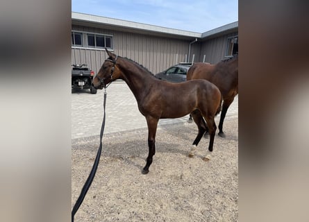 Dänisches Warmblut, Hengst, Fohlen (03/2024), 16,2 hh, Dunkelbrauner