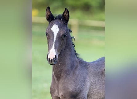 Danish Warmblood, Stallion, , 16,2 hh, Black