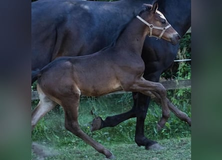 Danish Warmblood, Stallion, Foal (07/2025), 16,2 hh, Brown