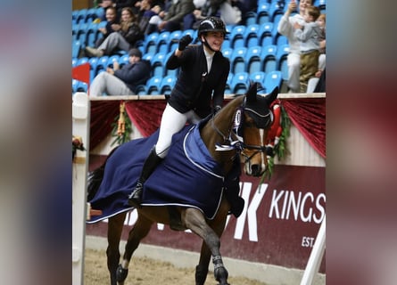 Danois sang-chaud, Hongre, 12 Ans, 170 cm, Bai